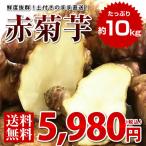 赤菊芋 約10kg 群馬県産 土付き 菊芋 生 キクイモ 国産 イヌリン きくいも 送料無料 ※離島+500円 沖縄+1000円