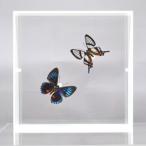 蝶の標本　シジミタテハ　2頭セット　ホワイトフレーム　　チョウ　バタフライ　パピヨン