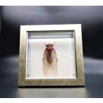  insect. specimen Tey ouzemi light frame 