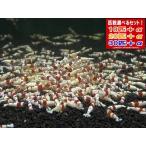 [LOWKEYS] Red Bee Shrimp сокровище Mix 30 шт +α комплект [ low ключ z]