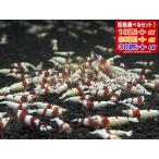 [LOWKEYS] Red Bee Shrimp AS Mix 30 шт +α комплект [ low ключ z]