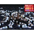 [LOWKEYS] черный bee shrimp S Class 30 шт +α комплект [ low ключ z]
