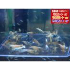 【LOWKEYS】ターコイズシュリンプ選別外20匹＋αセット【ローキーズ】