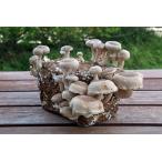  прямая поставка от производителя .. высота гора .. это ..... культивирование блок (. пол )