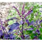 一番効果が高い 赤紫ホーリーバジル( クリシュナトゥルシーの種)  種 20粒　