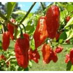  мир . самый .. Индия демон красный острый перец (b-tojoro Kia ) вид 30 шарик 