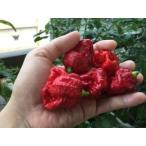 kyarolaina* Lee pa-. равный делать .. super супер ультра . красный острый перец tolinida-do*moruga* Scorpion вид 36 шарик 