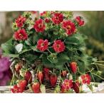  необычный . цветок. клубника вид 18 шарик 