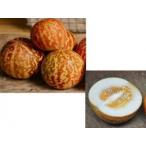 . кожа . Tiger. кожа. подобный узор . входить . Tiger дыня вид 6 шарик 