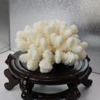  белый .. украшение интерьер коралл коралл натуральный Power Stone 