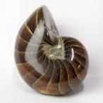  попугай gai окаменелость необогащённая руда один пункт предмет окаменелость Anne mo Night минерал 