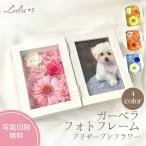 ガーベラ フォトフレーム 選べる4カラー プリザーブドフラワー ローズ フォトフレーム L判 写真 誕生日 卒業 母の日 贈り物 写真立て プレゼント ギフト
