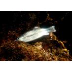 イマカツ　バスワーム145　3Dリアリズム　BASSWORM145　145mm(エコ対応品)