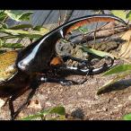 (昆虫) ヘラクレスオオカブト 幼虫 (初令〜2令)３匹 ヘラクレス・ヘラクレス カブトムシ 昆虫