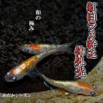 メダカ 紅白ラメみゆき(幹之)体外光めだか 未選別 稚魚(SS〜Sサイズ) 10匹セット 赤 白 ラメ 幹之 ミユキ体外光 稚魚 子供 メダカ 淡水魚