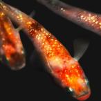 メダカ 三色ラメ(虹色)みゆき(幹之)めだか 未選別 稚魚SS〜Sサイズ 5匹セット 三色 ラメ 虹色 幹之 ミユキ メダカ 淡水魚