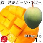 宮古島産キーツマンゴー1玉（約800g〜1kg）