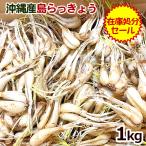  остров rakkyou сырой 1kg ( ликвидация запасов распродажа * дополнение. соль имеется ) / Okinawa овощи .. остров производство ограниченное количество 