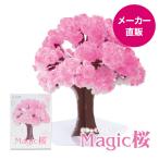 マジック桜 Magic桜 12時間で咲く感動のサクラ おうち花見 室内屋内花見 入学祝 卒業祝 合格祝 母の日 おとぎの国