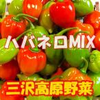 冷凍 ハバネロ 辛いもの好きの方にオススメ! 激辛トウガラシ 冷凍赤青MIXハバネロ 200g 三沢高原野菜