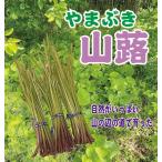 山蕗　やまぶき　1キログラム　送