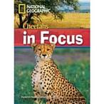 Cheetahs in Focus (Paperback)