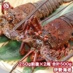 伊勢海老 伊勢エビ 伊勢えび イセエビ いせえび 国産 250g前後×2尾 BBQ バーベキュー えび 海老 エビ おせち