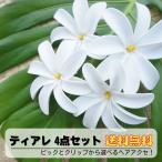 ティアレ 10cm ヘアアクセ ピック タヒチアンダンス ヘアクリップ 衣装 ハワイアン ポリネシアン ハワイ土産 インテリア 海外ウエディング