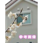 [ China юг часть . производство ]. земля Sakura персик вишня близко . вид pot рассада одиночный .. реальный возможно случайный рассада бесплатная доставка no. 4 вид mail . отправка 