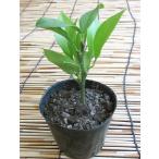 [ Индия . производство ] лимон pot рассада случайный АО земля имеется ... дерево бесплатная доставка no. 4 вид mail 