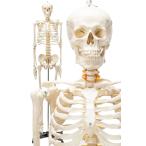 【国際規格認証品】等身大 人体模型 170cm 神経根有り 全身骨格模型 骨格標本 骸骨模型 人骨模型 骨格模型 ガイコツ 靭帯 全身模型