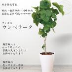 観葉植物 ウンベラータ 都内 川崎市 横浜市内限定 開店 開業 新築祝 陶器鉢ホワイト 12000円（税別）