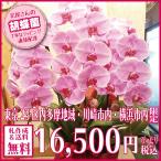 胡蝶蘭 ギフト 15000円 ピンク 開業祝 開店祝 就任祝 移転祝