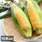 【予約】とうもろこし 10本 セット スペリオールコーン グラビス スイートコーン トウモロコシ 長野 長野県 木曽 開田高原 日本 甘い 高糖度 バイカラー 野菜 旬
