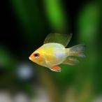 熱帯魚ドワーフシクリッドゴールデン...