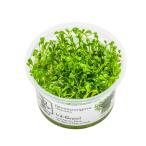 水草トロピカ社1-2-Grow!グ...