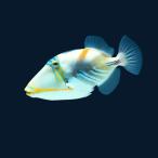  морская рыба mongala кожа - gi. компания пятно sa память ngala7cm± 1 шт [ шт ... популярный морская рыба ]