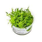 水草トロピカ社1-2-Grow!ラ...