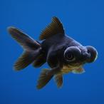 淡水魚金魚黒出目金4cm±2匹