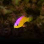  морская рыба do чай задний can mliniseszme3cm± 1 шт [ великолепный двухцветный -][ маленький размер аквариум . рекомендация ]