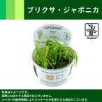 １・２・Grow！ブリクサ・ジャポニカ