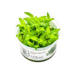 水草トロピカ社1-2-Grow!ス...