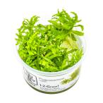 水草トロピカ社1-2-Grow!ポ...