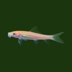 熱帯魚 ゴールデンアルジイーター 約3.5cm 9匹 【水槽のコケ取り・掃除役】