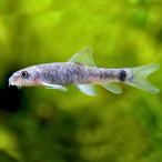  тропическая рыба koi.gala крыша . примерно 2.5cm 6 шт [ человек. угол качество . еда .. рыба ]