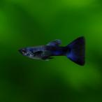 熱帯魚グッピーモスコーブルー2ペア
