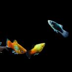 熱帯魚卵胎生メダカミックスプラティ...