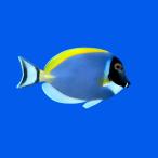  морская рыба ni The большой. компания пудра голубой язык 8cm± 1 шт [ великолепный цвет. популярный - gi][ средний ~ опытный человек предназначенный ]