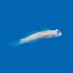  морская рыба - ze. компания otome - ze5cm± 1 шт [ популярный низ песок очиститель ][ температура мир ......]