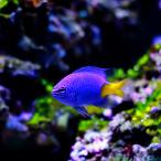  морская рыба szme большой. компания sili cut белка zme3cm± 4 шт [ крепкий ......][ великолепный кобальт голубой ]